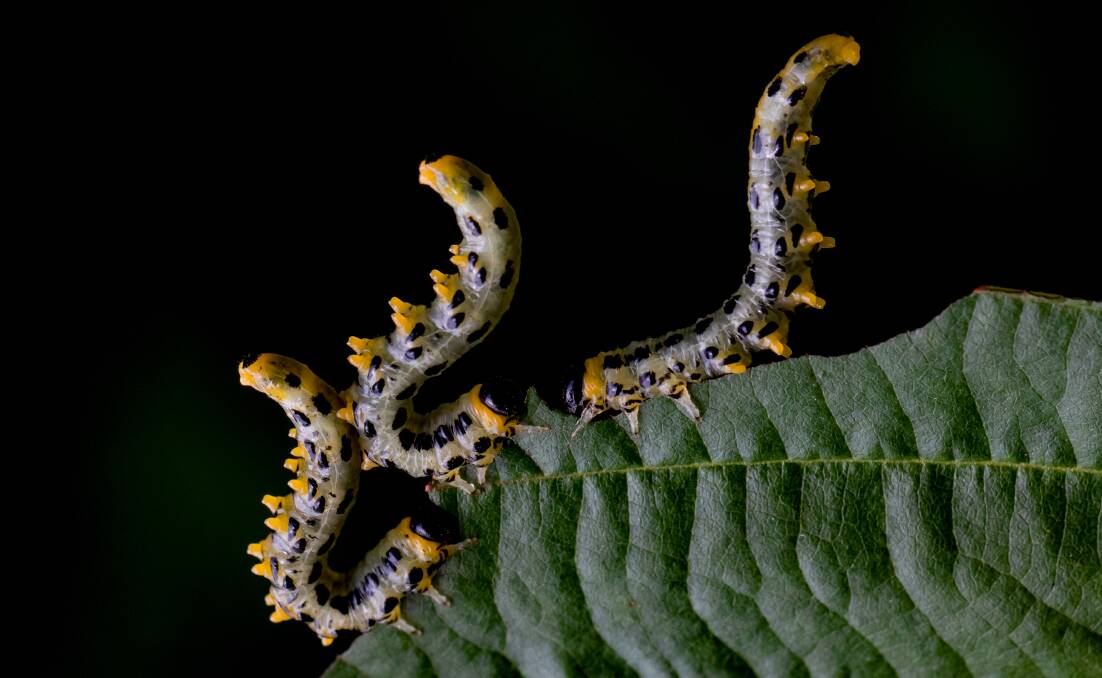 Larva of the Sawfly (Craesus septentrionalis). Picture: Shutterstock.