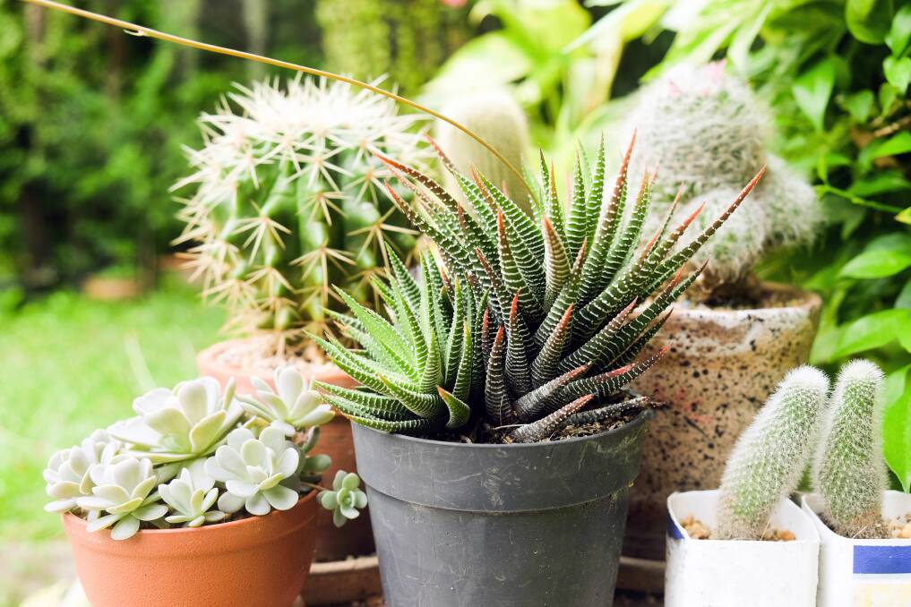 Most species of cacti and succulents can be grown in pots, but greatest affect is achieved through group plantings. Picture: Shutterstock.