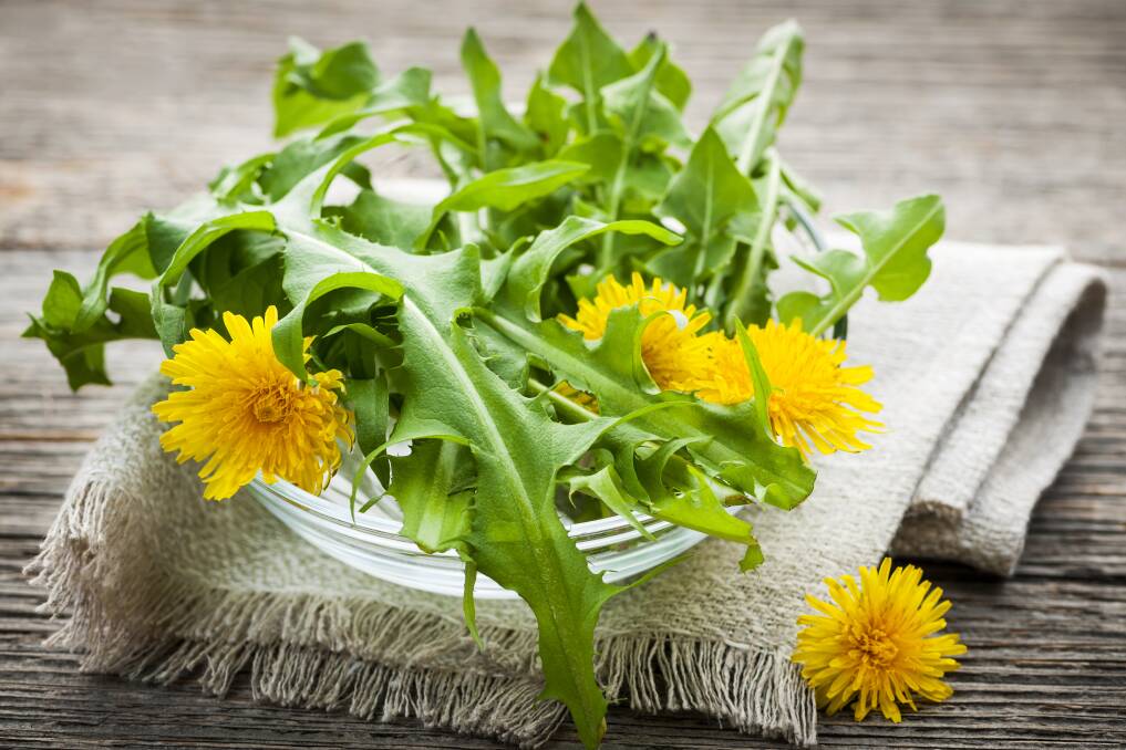 WONDER WEED: Dandelions greens go great in salads or the roots can be grinded to make a type of coffee. Picture: Shutterstock.