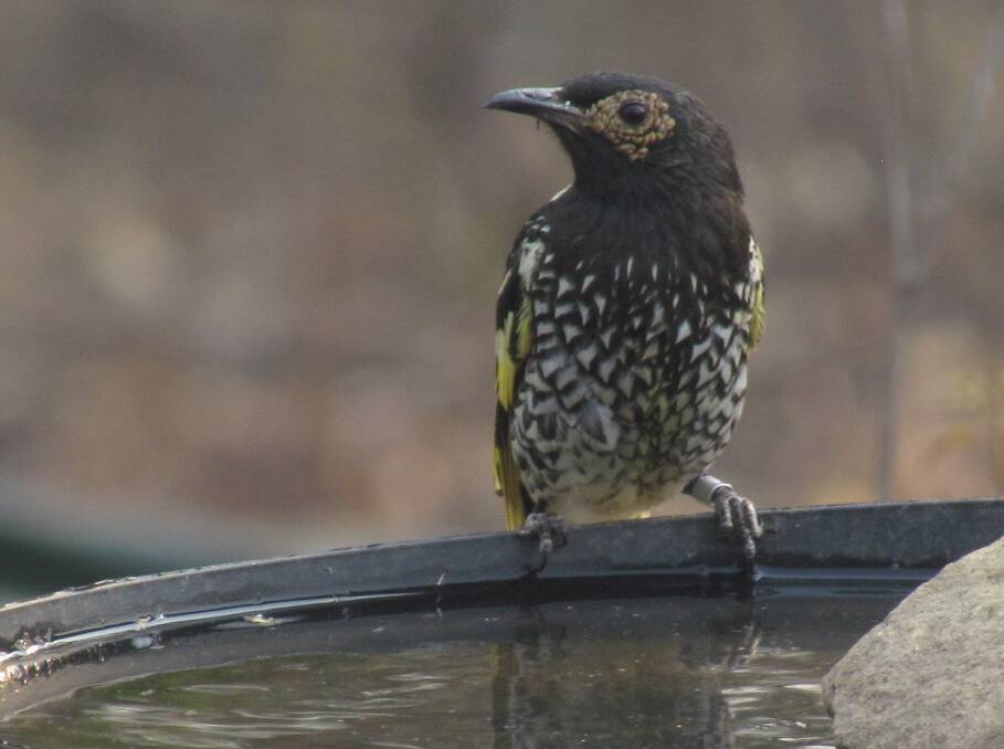 SPOTTED: A rare regent honeyeater visits a water bowl in the garden of a landholder in the Capertee Valley area. Dr Sarah Bell encourages community members to provide water for birds, and report any regent honeyeater sightings. Photo: SUPPLIED