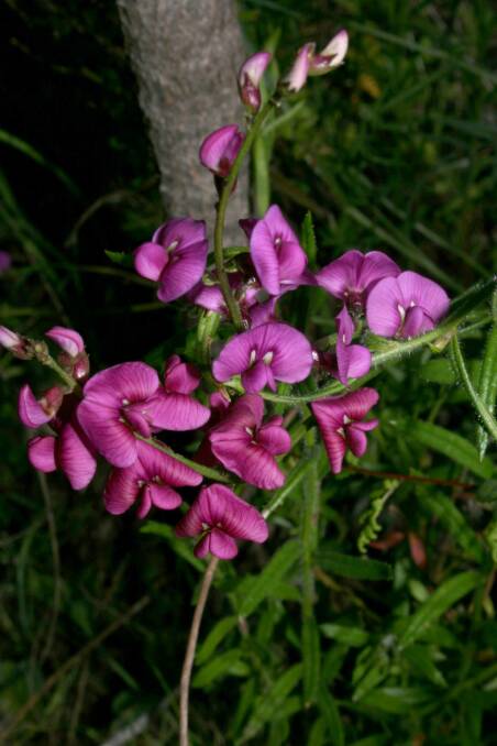 Flowering: Swainsona Recta in bloom. Photo: Alice Newton.