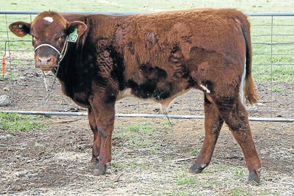 No Bull: Restocker young cattle were dearer, steers reaching 338 cents and heifers topping at 283 cents per kg.  