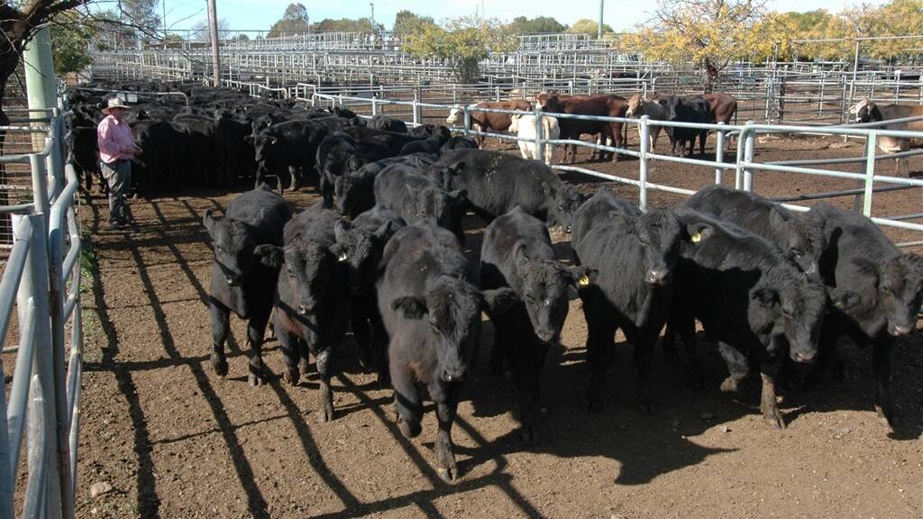 Heavy Steers: Large numbers of dry conditioned western cattle were yarded. Trade young cattle were firm to five cents dearer, feeder steers rose five to 12 cents. Feeder heifers gained ten to 20 cents.