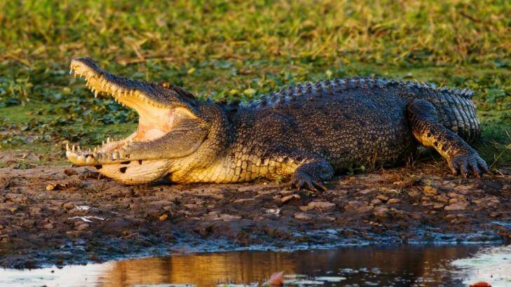A monster salt water crocodile in Kakadu National Park. Photo: iStock