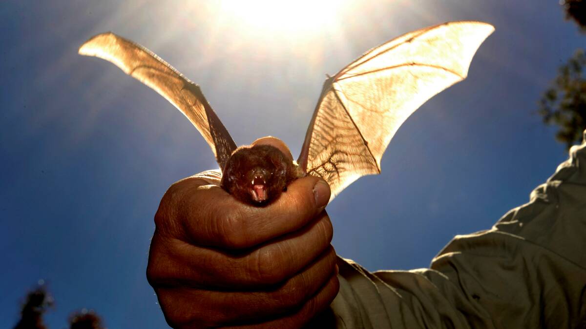 Microbats Research.Dr Rodney van der Ree from Melbourne Uni holding a Microbat. Melbourne uni and Botanic gardens are doing a research on their distribution, diet and roosting habits.Picture Justin McManus.