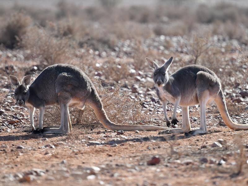 Starving kangaroos are looting rubbish tips for scraps as the drought tightens its grip on NSW.