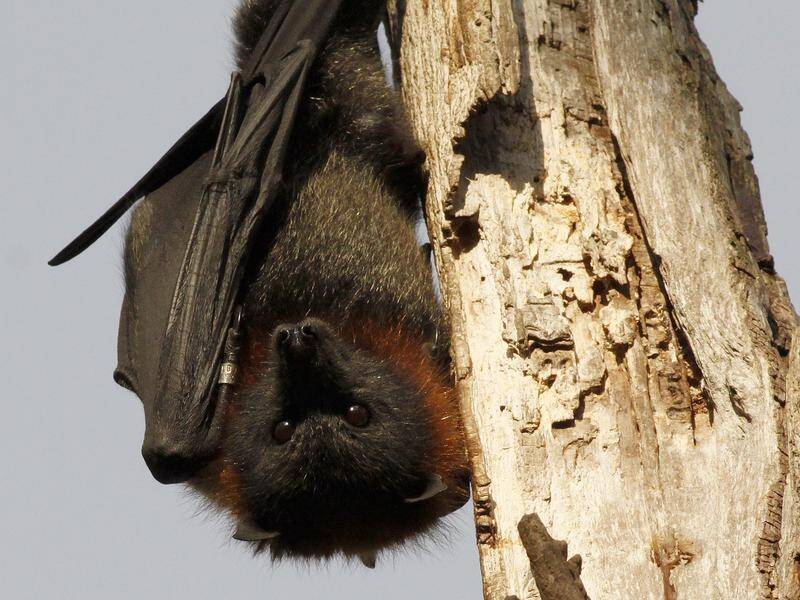 A new study of echolocation suggests the sonar-like skill never evolved in fruit bats.