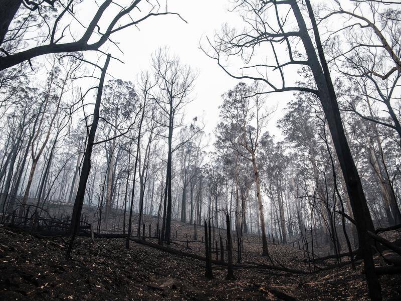 A Climate Council report says climate change exacerbated the impact of the NSW bushfires.