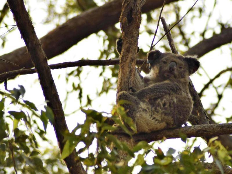 NSW Forestry says its making every effort to protect koala populations in its plantations.