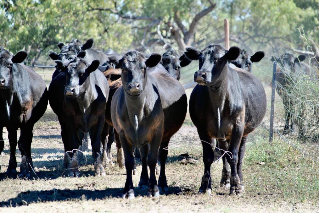 The Angus steers and heifers from the Northern Territory were on agistment at Bourke. Photo: David Amor 