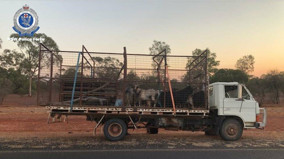 RURAL CRIME: A tip-off leads to police catching men allegedly in the act of goat poaching. Photo: NSW POLICE