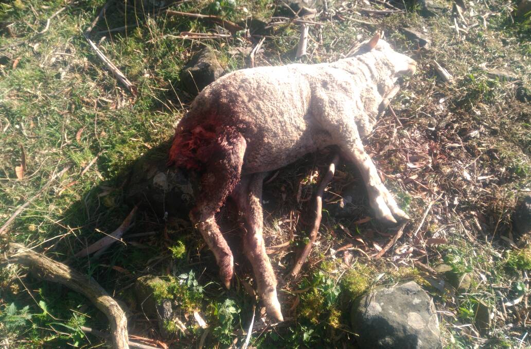 ATTACK VICTIM: A sheep killed in overnight wild dog attack at Ilford. Photo: EVA MAHY 021419dog4
