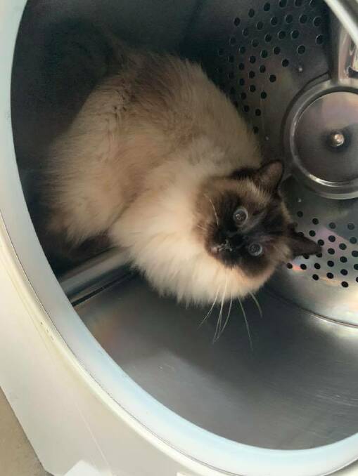 Meeka the cat will often climb into the tumble dryer to go looking for socks. Photo: VIRGINIA VAN GEND